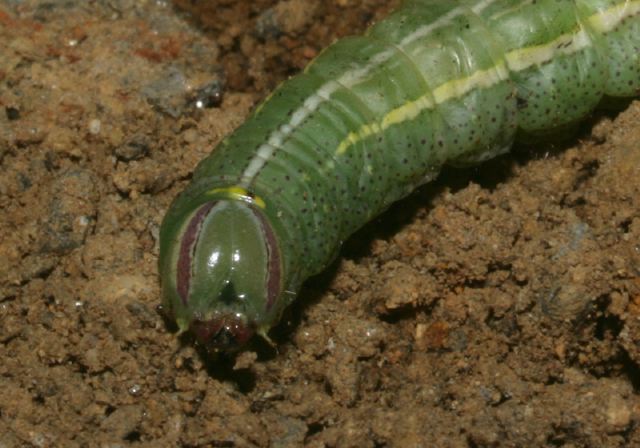 Heterocampa guttivitta Notodontidae
