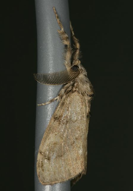 Orgyia leucostigma Lymantriidae