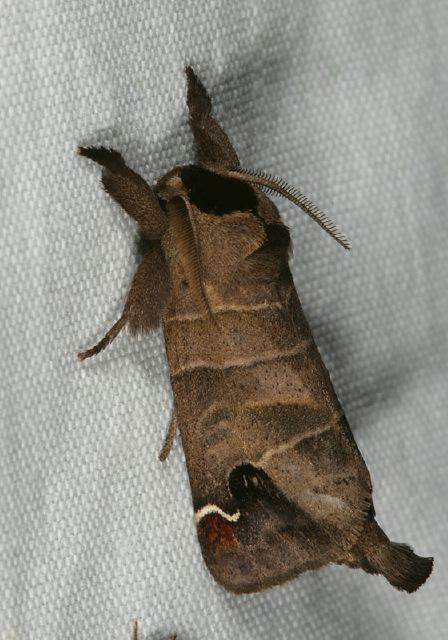 Clostera albosigma Notodontidae