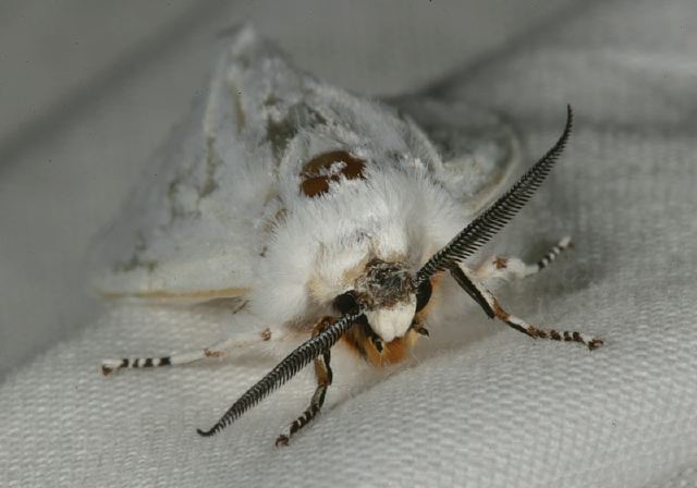 Spilosoma virginica Arctiidae