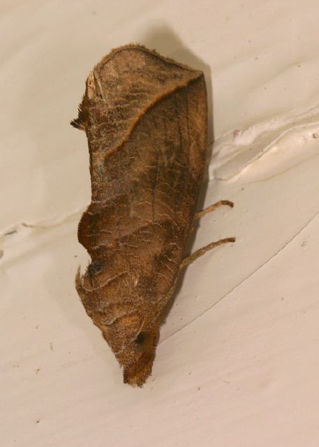 Calypta canadensis Erebidae