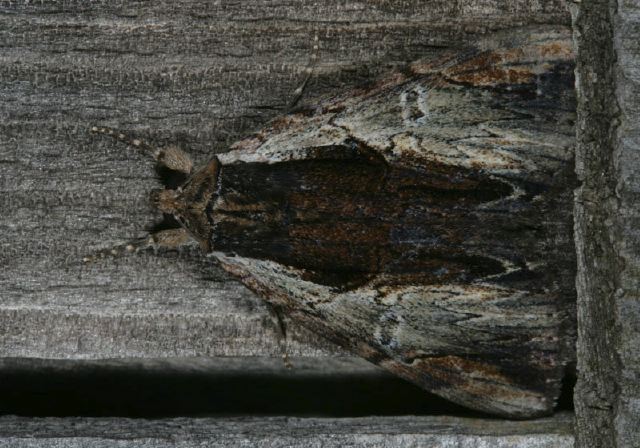 Catocala ultronia Erebidae