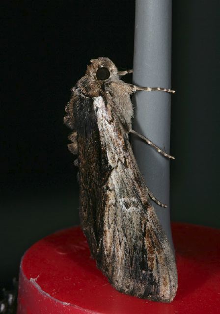 Catocala ultronia Erebidae