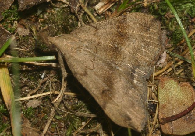 Phalaenostola eumelusalis Erebidae