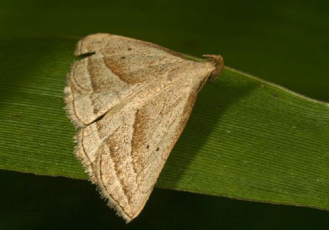 Macrochilo absorptalis Erebidae