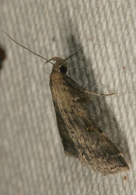 Renia factiosalis Erebidae