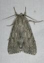 acronicta_0271