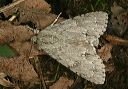 acronicta_americana1590