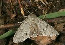 acronicta_americana1592