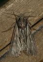 acronicta_sp3949