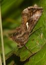 autographa_precationis256