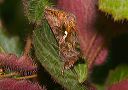 autographa_precationis35