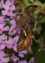 autographa_precationis641