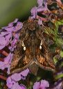 autographa_precationis645