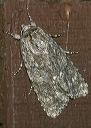 dagger_moth_sp633