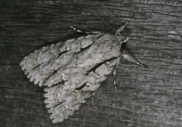 Acronicta lobeliae Noctuidae