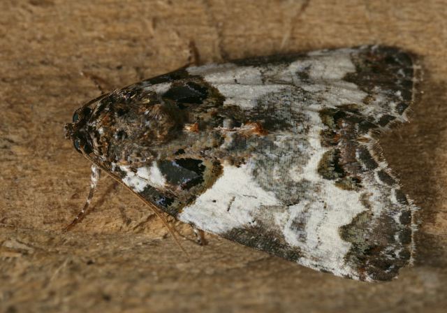 Cerma cerintha Noctuidae