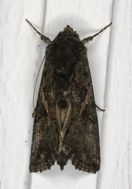 Ctenoplusia oxygramma Noctuidae