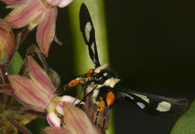 Alypia octomaculata Noctuidae