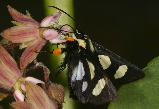 Alypia octomaculata Noctuidae