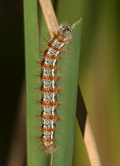 Simyra henrici Noctuidae