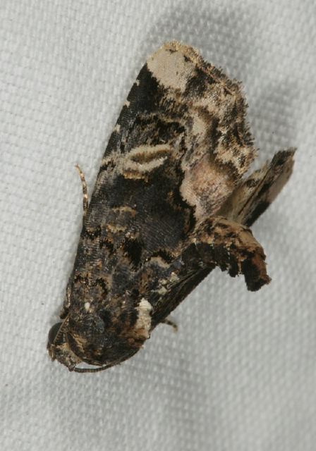 Homophoberia apicosa Noctuidae