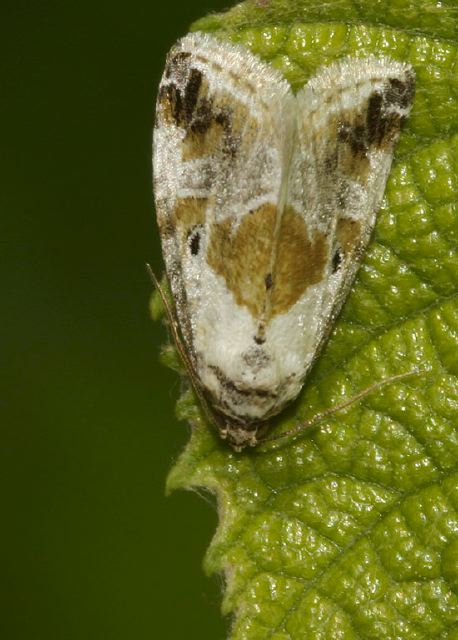 Lithacodia synochitis Noctuidae