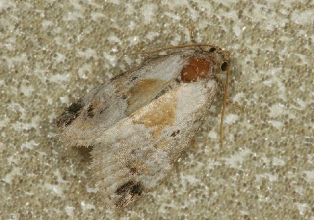 Lithacodia synochitis Noctuidae