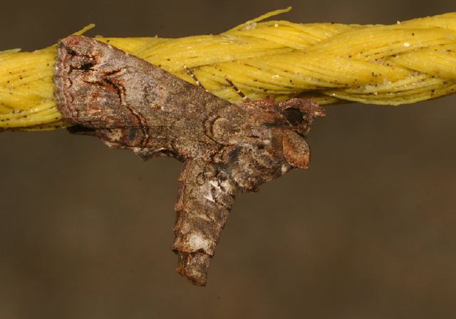 Paectes abrostoloides Erebidae