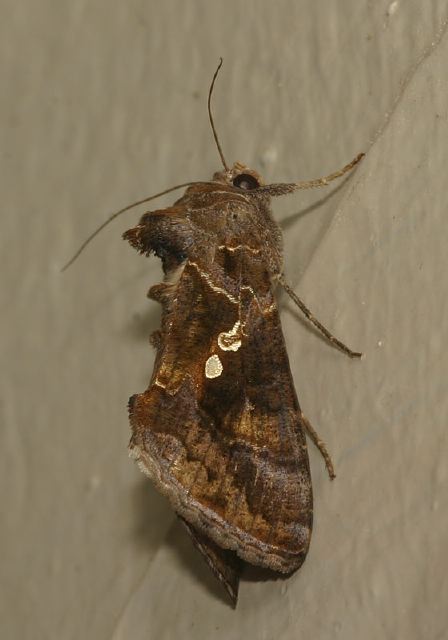 Pseudoplusia includens Noctuidae