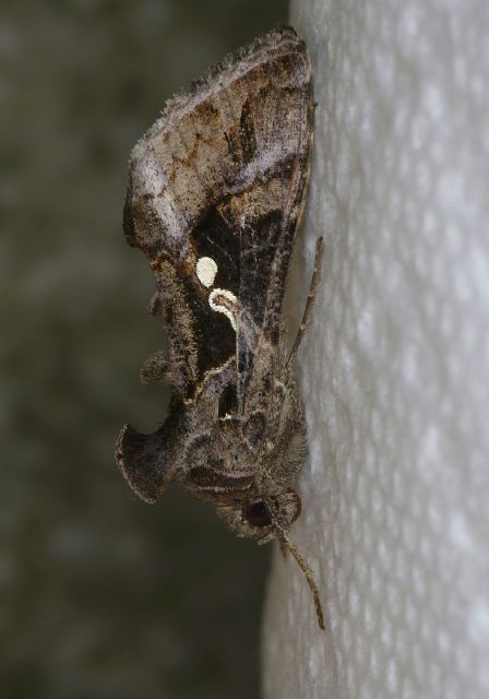 Pseudoplusia includens Noctuidae