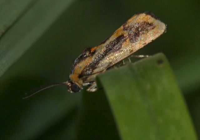 Spragueia leo Noctuidae