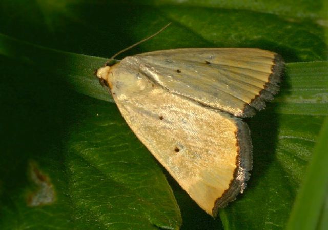 Thioptera nigrofimbria Noctuidae