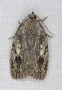 moth_1265