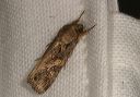 spodoptera_frugiperda863