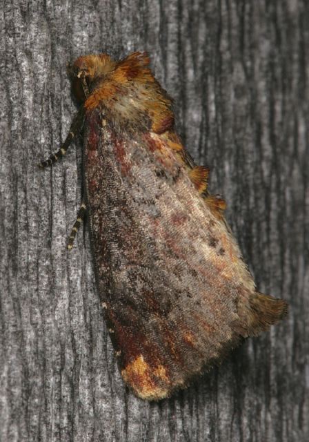 Achatodes zeae Noctuidae