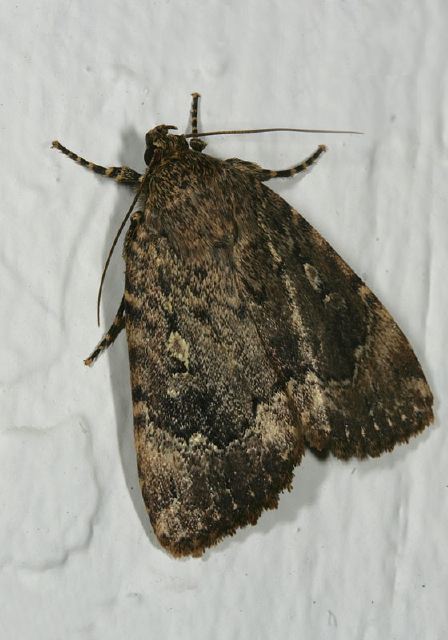 Amphipyra pyramidoides Noctuidae