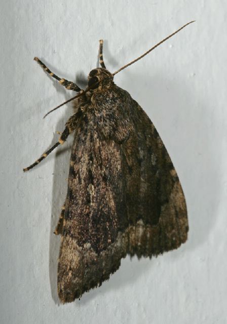 Amphipyra pyramidoides Noctuidae