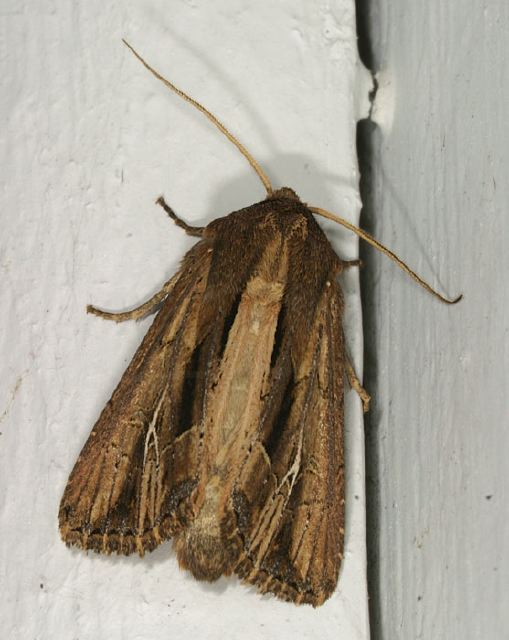 Apamea verbascoides Noctuidae