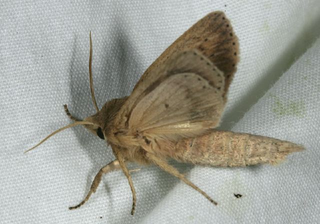 Archanara oblonga Noctuidae