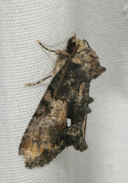 Chytonix palliatricula Noctuidae
