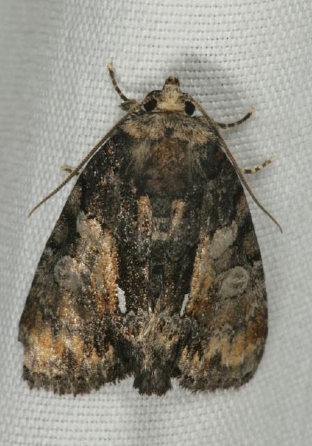 Chytonix palliatricula Noctuidae