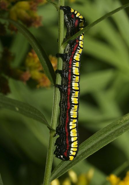Cucullia convexipennis Noctuidae