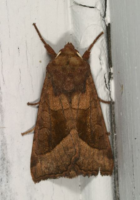 Hydraecia micacea Noctuidae