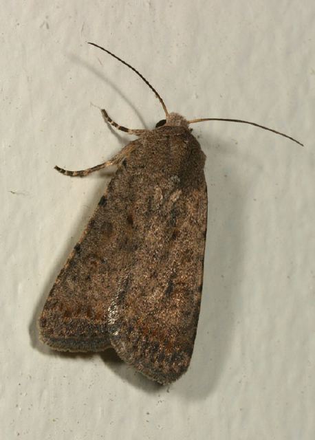 Caradrina sp. Noctuidae