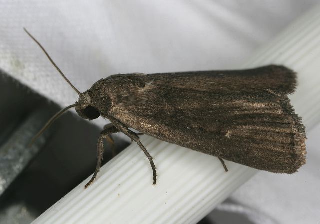 Proxenus miranda Noctuidae