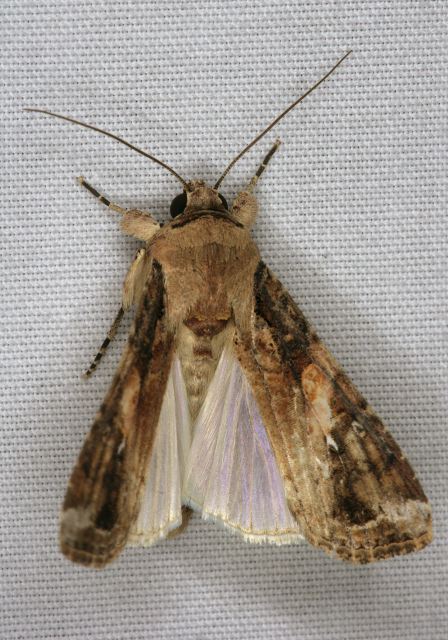 Spodoptera frugiperda Noctuidae