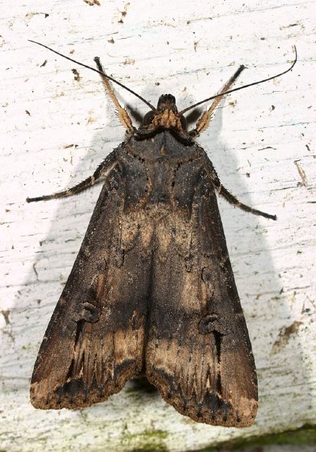 Agrotis ipsilon Noctuidae