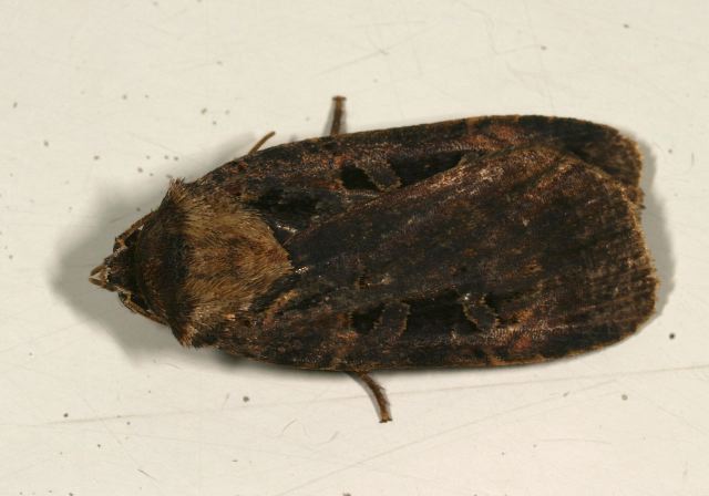 Eueretagrotis perattenta Noctuidae