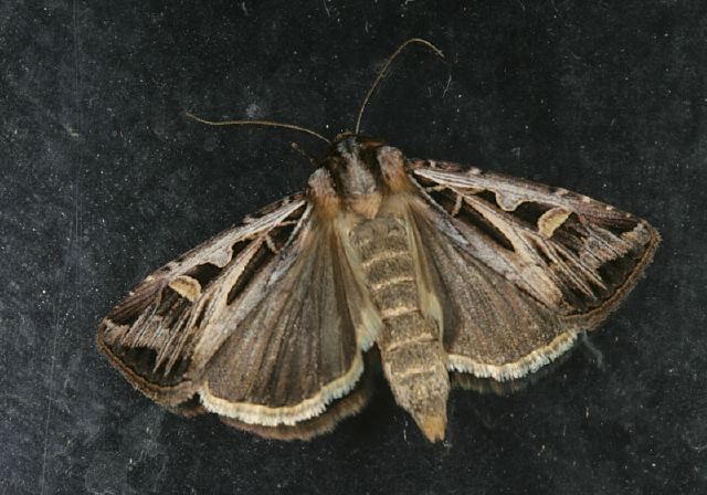 Feltia jaculifera Noctuidae